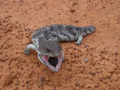 �����̃g�J�Q