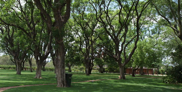 ���C���H��̒�͗΂������ς�